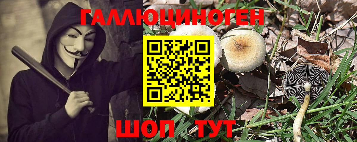 Искитим  где найти   Вход с VPN  Псилоцибиновые грибы Psilocybe 